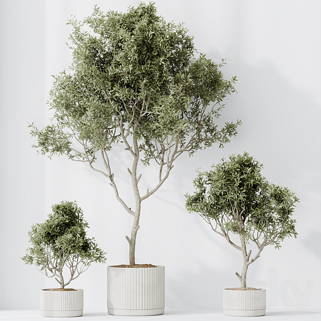 HQ HousePlants Mission Kalamata Leccino Arbequina Wilsonii Chemlali Olive Set 25 3ds Max - thumbnail 2