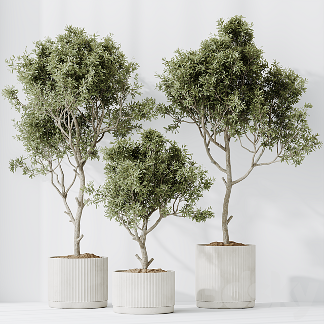 Indoor plants set 63 3ds Max - thumbnail 3
