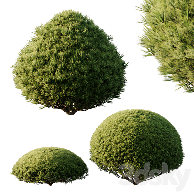 Pinus Mugo Bush03 3ds Max - thumbnail 2