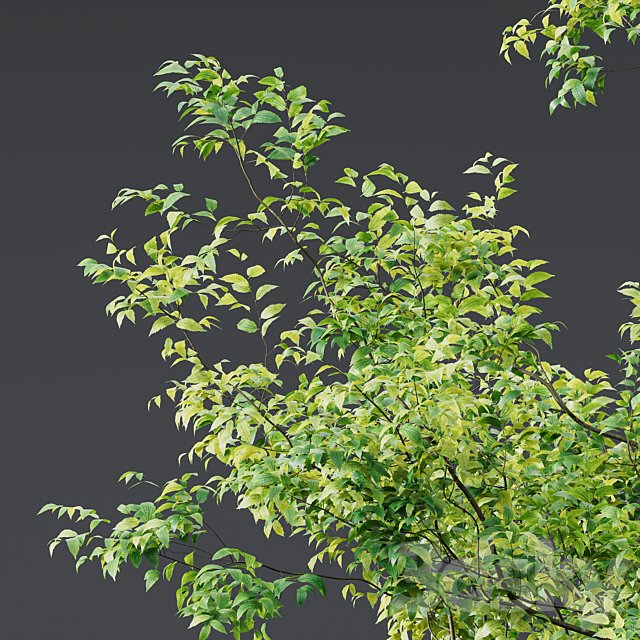 Celtis Australis 04 3ds Max - thumbnail 2