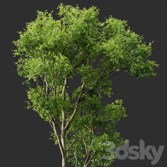 Celtis Australis 04 3ds Max - thumbnail 3