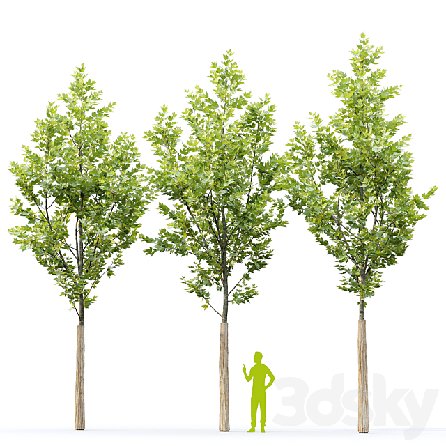 3dsky Free Download